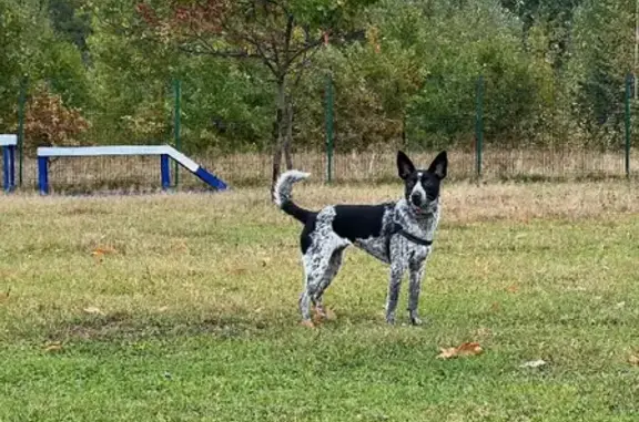 Собаки потеряшки, Нижний Новгород, фото: Потеряшка собака Ляля на ул. Мечникова, 65А