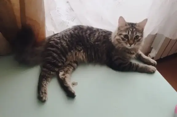 Пропала кошка на Комсомольской, 15 в Кондопоге.