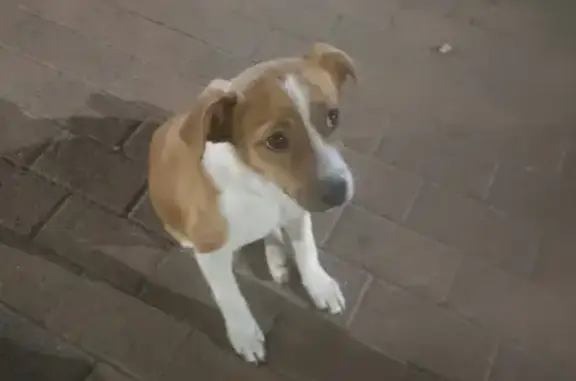 Собака найдена в Невинномысске, повреждена лапа на Гагарина.