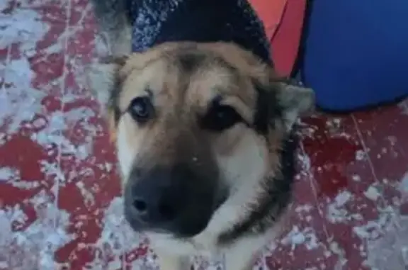 Пропала собака в Истоке, Екатеринбург