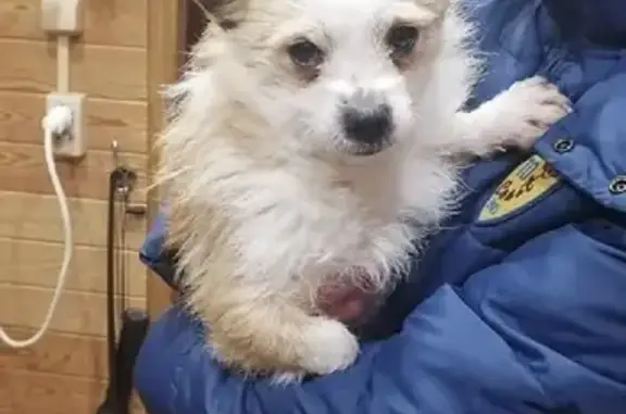 Найдена бело-рыжая собака на Хлебозаводском переулке, 15, Дубна
