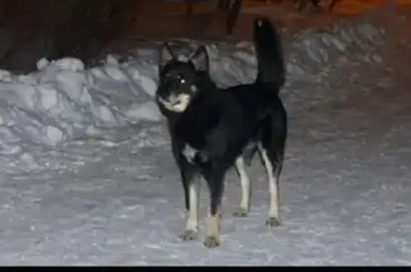 Пропала собака в Оленегорске, черного окраса с бежевыми лапками.