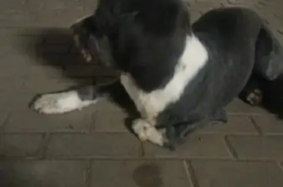Найдена собака на 1-м Покровском проезде, Котельники