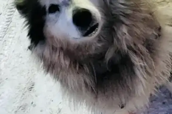 Пропала собака Виола в Казани, Мамадышский тракт.