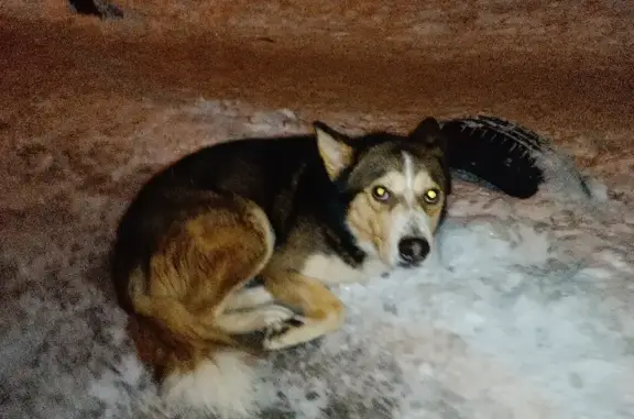 Потерянная собака на Светлоярской, Нижний Новгород