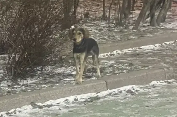 Найдена собака с ошейником возле гостиницы Азимут на Лермонтовском проспекте 43