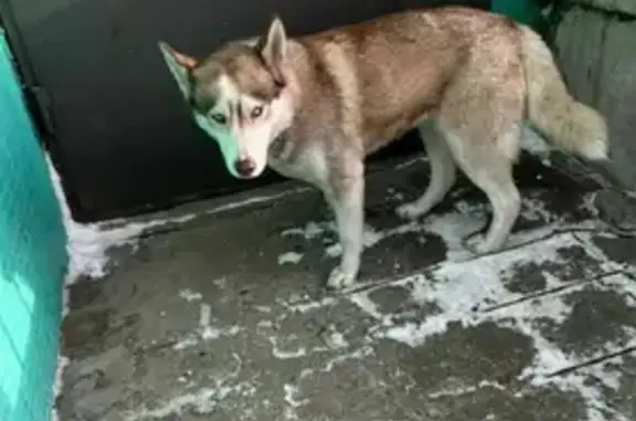 Найдена ручная собака в Районе Зейская-Шимановского, контактный телефон 89146154254.