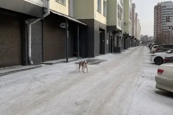 Собака Стафф найдена на Верхней Набережной, Иркутск.