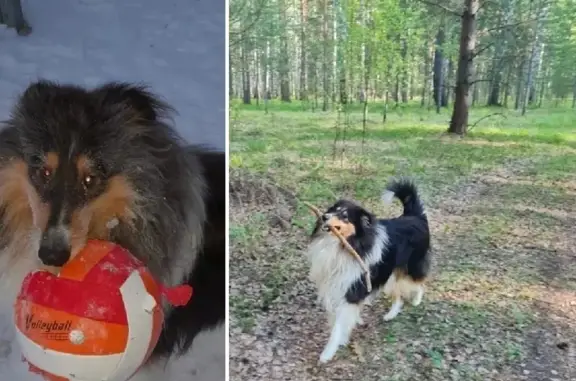 Пропала собака Колли в Екатеринбурге!