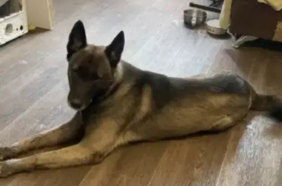 Потерянные животные Новокузнецк, фото: Пропала собака на улице Мориса Тореза, 10 в Новокузнецке.