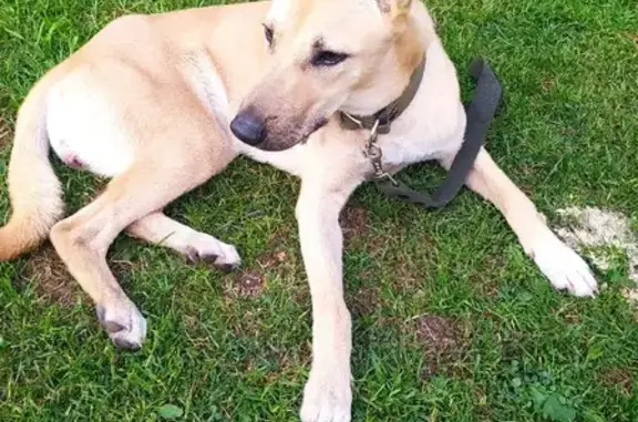 Собаки потеряшки, Санкт-Петербург, фото: Потеряшка собака Луна на Пулковской улице