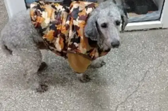 Собачка найдена на Солнечном бульваре, Красноярск