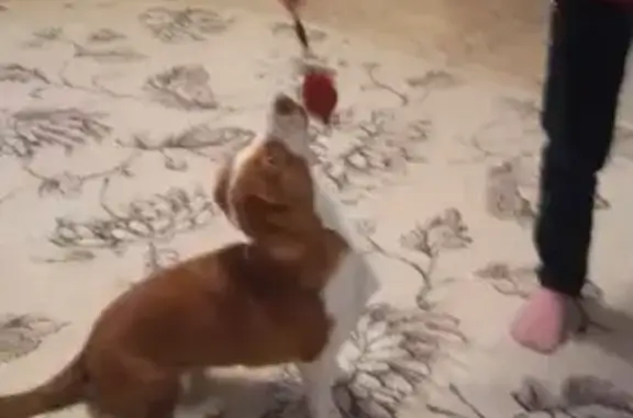Найдена рыжая собака в Советском поселении