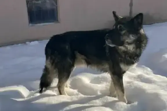 Найден пес на ул. Сысоева, 15 в Хабаровске