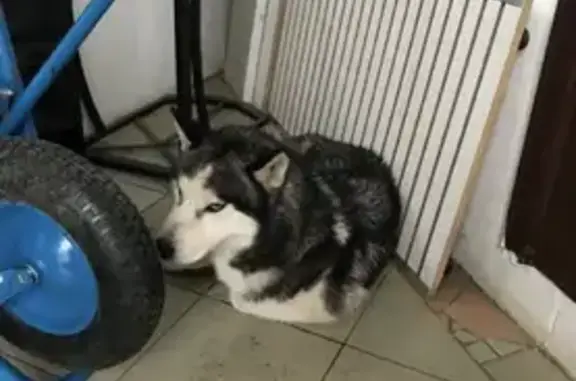 Собака Хаски найдена у магазина по ул. Тенистая, Воронеж