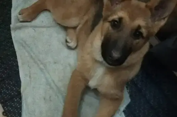 Найденные животные Нижний Новгород, фото: Найдена собака на Дачной ул. 13А, Н. Новгород - девочка, подросток.