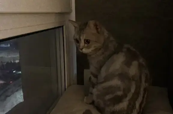 Найдена домашняя кошка на Томской, 5А