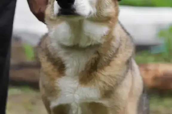 Собаки потеряшки, Ржевский муниципальный округ, фото: Потеряшка собака в лесу за деревней, вознаграждение за информацию.