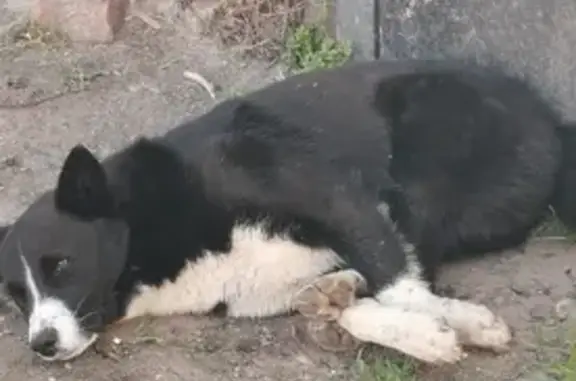 Пропала собака Чёрный на улице Механизаторов, Калининградская область