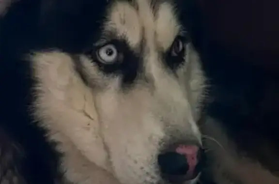 Собаки потеряшки, Москва, фото: Потеряшка собака Лавр в д. Панино, Егорьевск