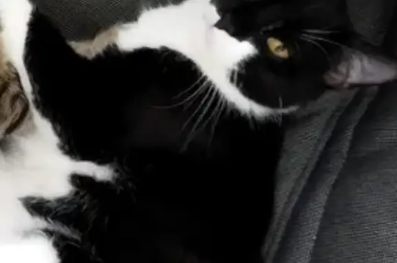 Потерянные животные посёлок городского типа Билимбай, фото: Пропала кошка Филя на ул. Строителей, 19, Билимбай