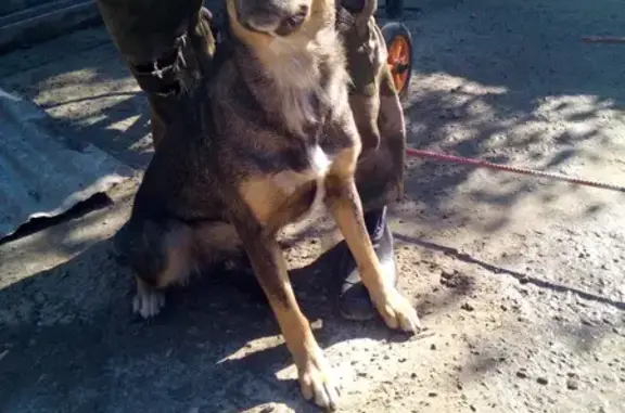 Пропала собака на ул. Украинская, 28, Гуково