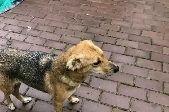 Найдена собака на Таврической ул. в Сочи