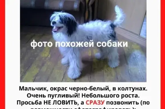 Собаки потеряшки, Санкт-Петербург, фото: Потеряшка китайская хохлатая собака на Яковской улице, СПб