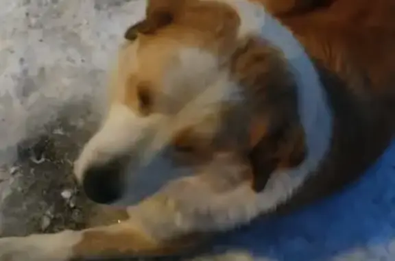 Найдена собака с ошейником на заправке в Холмогорах, Московская область