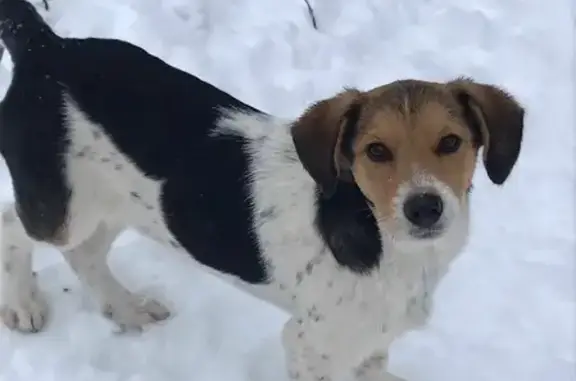Найдена собака, помогите пристроить щенков в Сафоново