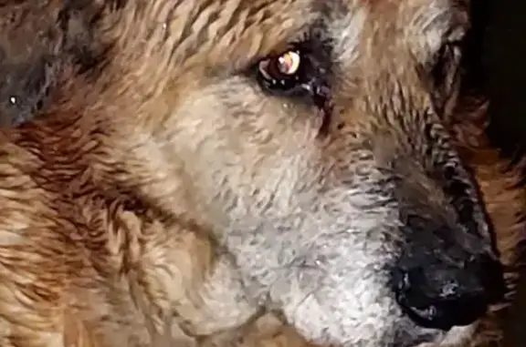 Собака найдена на ул. Коммунаров, 270 к1, Краснодар