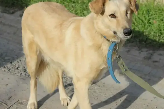 Найдена собака Белка в Таганроге, ищет дом 🐕