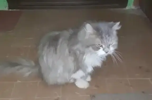 Найден пушистый кот на ул. Плеханова, 32
