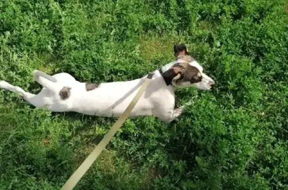 Собаки потеряшки, Нижний Новгород, фото: Потеряшка собака Буля, адрес: Комсомольская площадь 6, Нижний Новгород