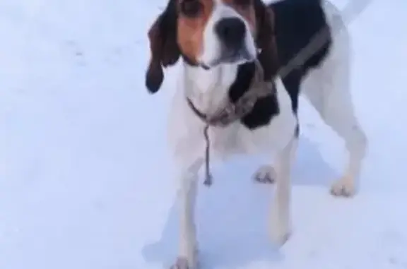 Собака найдена на трассе Архангельск-Онега.