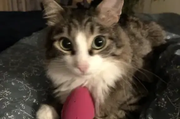 Кошки потеряшки, СНТ Сылва, фото: Потеряшка кошка Котик на улице Свердлова, 88