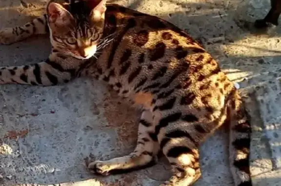 Пропала бенгальская кошка на ул. Крестьянской, Саранск