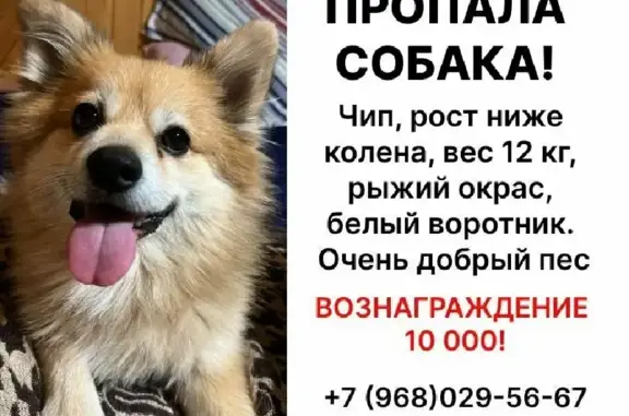 Пропала собака Чип, вознаграждение 10.000р, Каширский переулок, 38