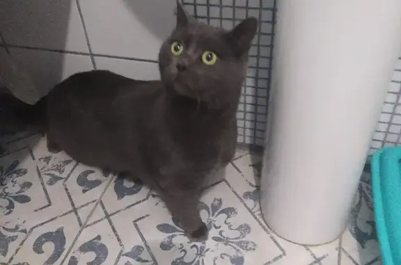 Найдена кошка Кот в Васильково, пер. Калининградский, дом 4, подъезд 4