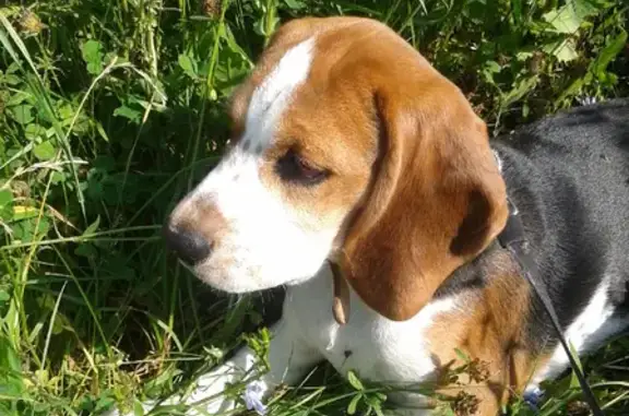 Пропала собака Бигль в Ивановской области