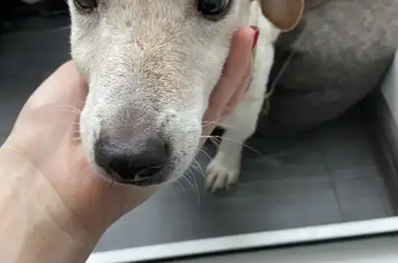 Найденные животные Нижний Новгород, фото: Найдена собака на ул. Советской Армии 2, ищем передержку