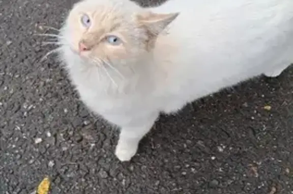 Найдена кошка в Ставрополе на улице Чапаева, 17Б