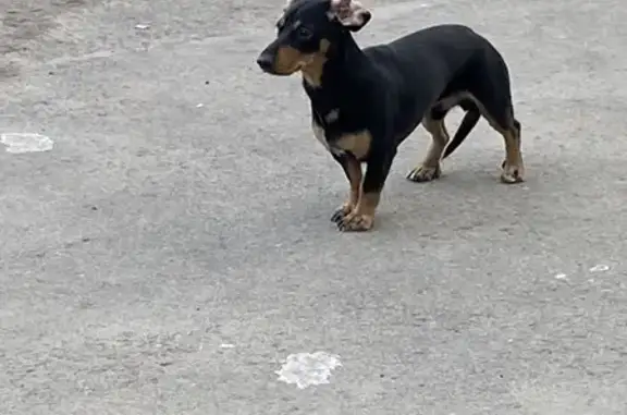 Потерянный пёс на ул. Чернышевского, 28, Оренбург