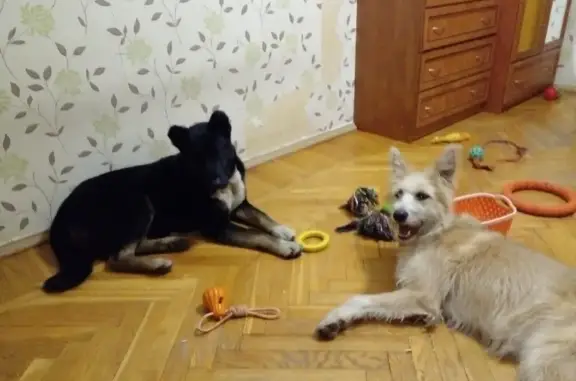 Найден пёс Тихон в Санкт-Петербурге, нужен дом