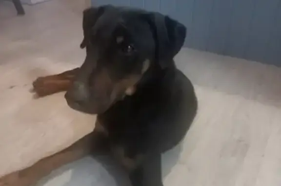 Найдена собака в Павловском посаде, ищем хозяев