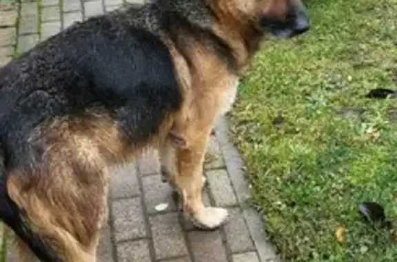 Найдена собака Немецкая овчарка в Ставропольском крае