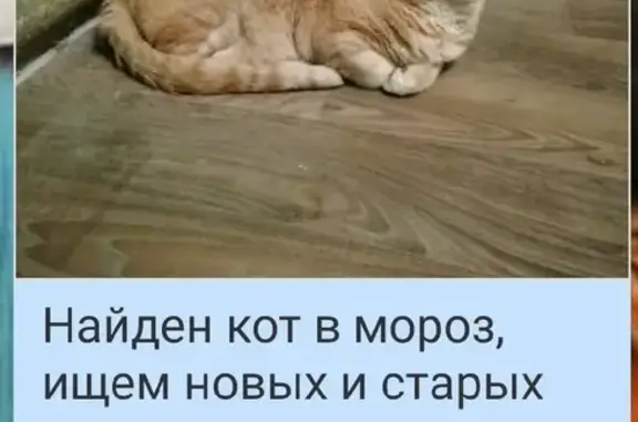 Найден беспородный кот с повреждениями на пр. Курчатова, Железногорск