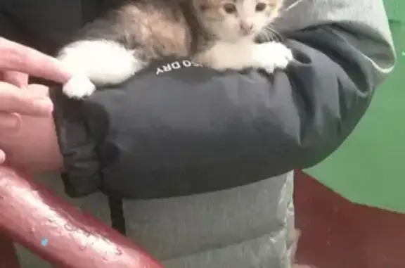 Найдена кошка на улице Нефтяников, 15 в Ярославле