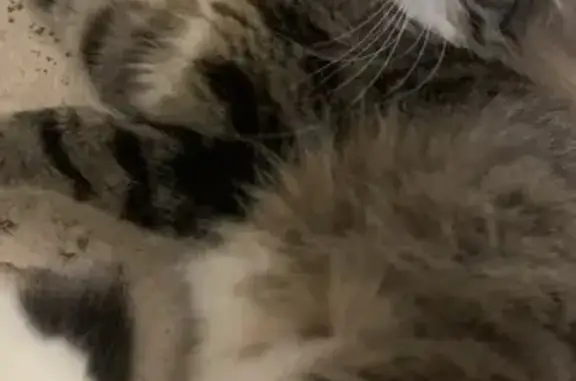 Кошки потеряшки, СНТ Сылва, фото: Потеряшка кот Веня на ул. Свердлова, 31, Сылва