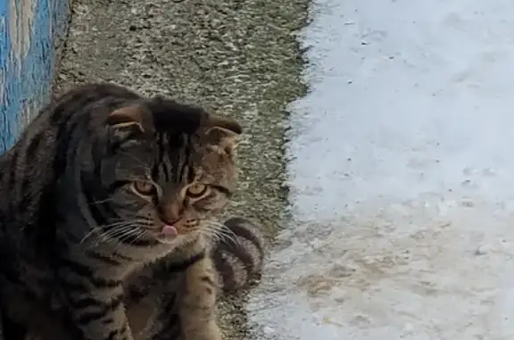 Найдена кошка в Чебоксарах на ул. Ленинского Комсомола, 58